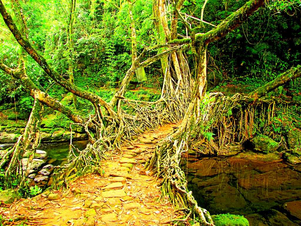 Living-Root-Bridge-.jpg